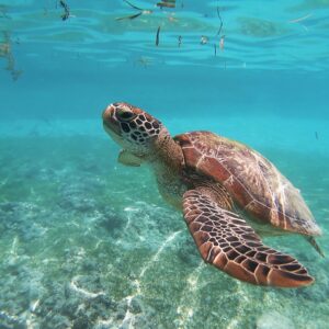 Reef Turtle